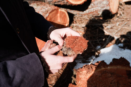 Site_vitis_with_Erba_2026_03_09_10_ElisaPezza_web_38-500x333